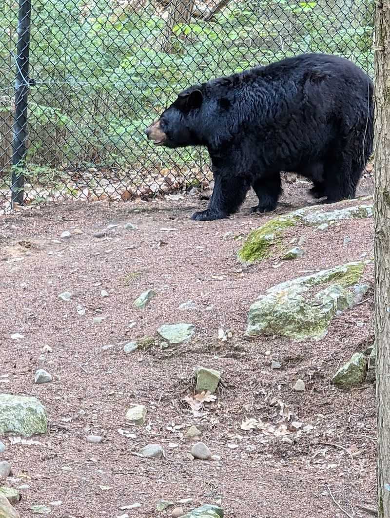 Meeting Black Bears Up Close Without the Adrenaline Spike Meeting Black Bears Up Close Without the Adrenaline Spike