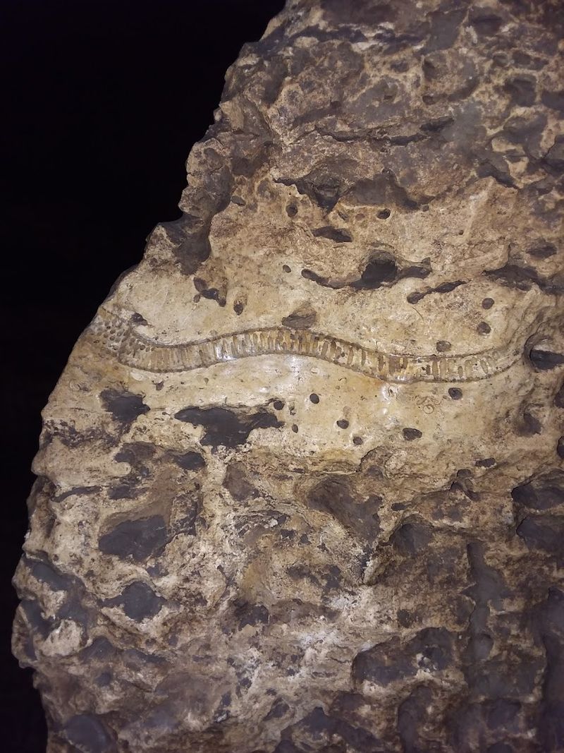 Million-Year-Old Fossils Hiding in the Walls Million-Year-Old Fossils Hiding in the Walls