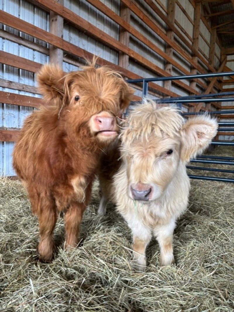 Mini Highland Cows That Are Almost Unfairly Cute Mini Highland Cows That Are Almost Unfairly Cute