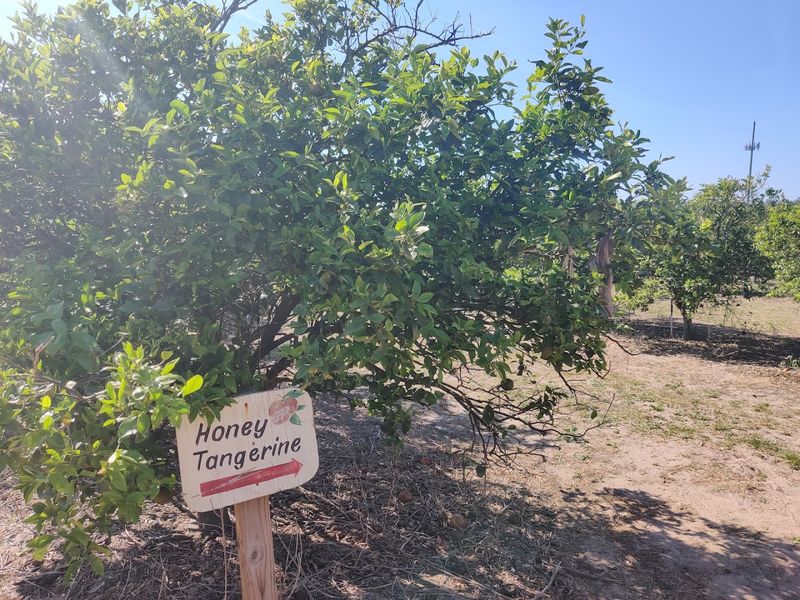 Pick-Your-Own Oranges, Straight From the Branch