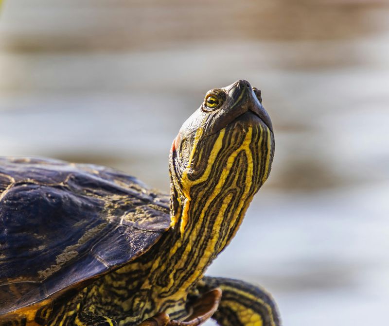 More Turtle Species Here Than In The Entire Amazon River