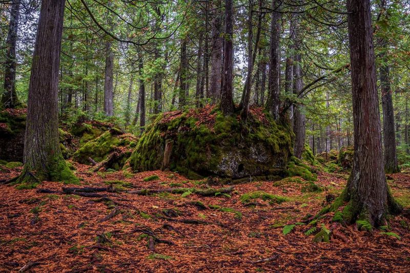Moss-Covered Boulders Straight Out of a Fantasy Novel