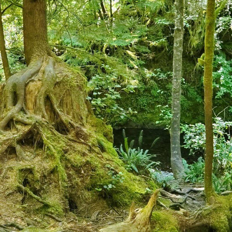 Muddy Sections and Root-Covered Ground