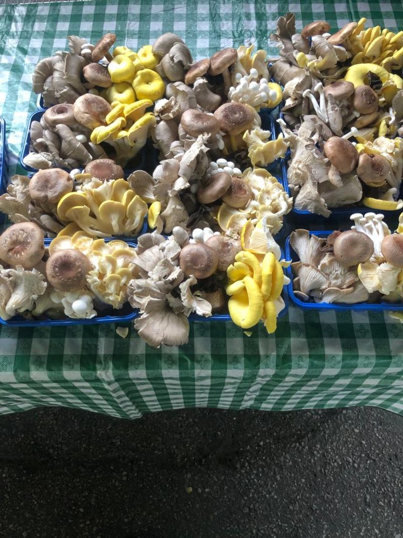 Mushroom Madness at The Mushroom Stand