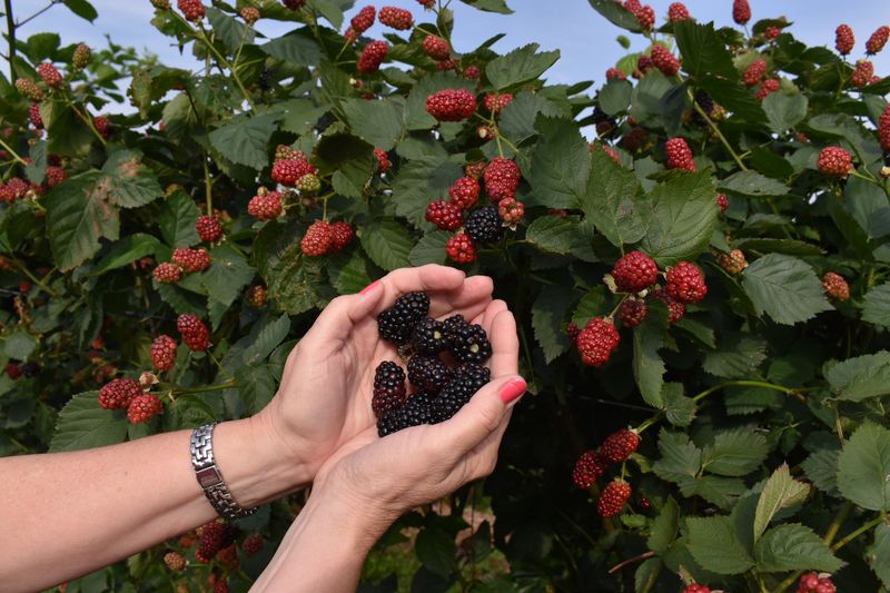 N40 Berries U Pick Blackberry Farm