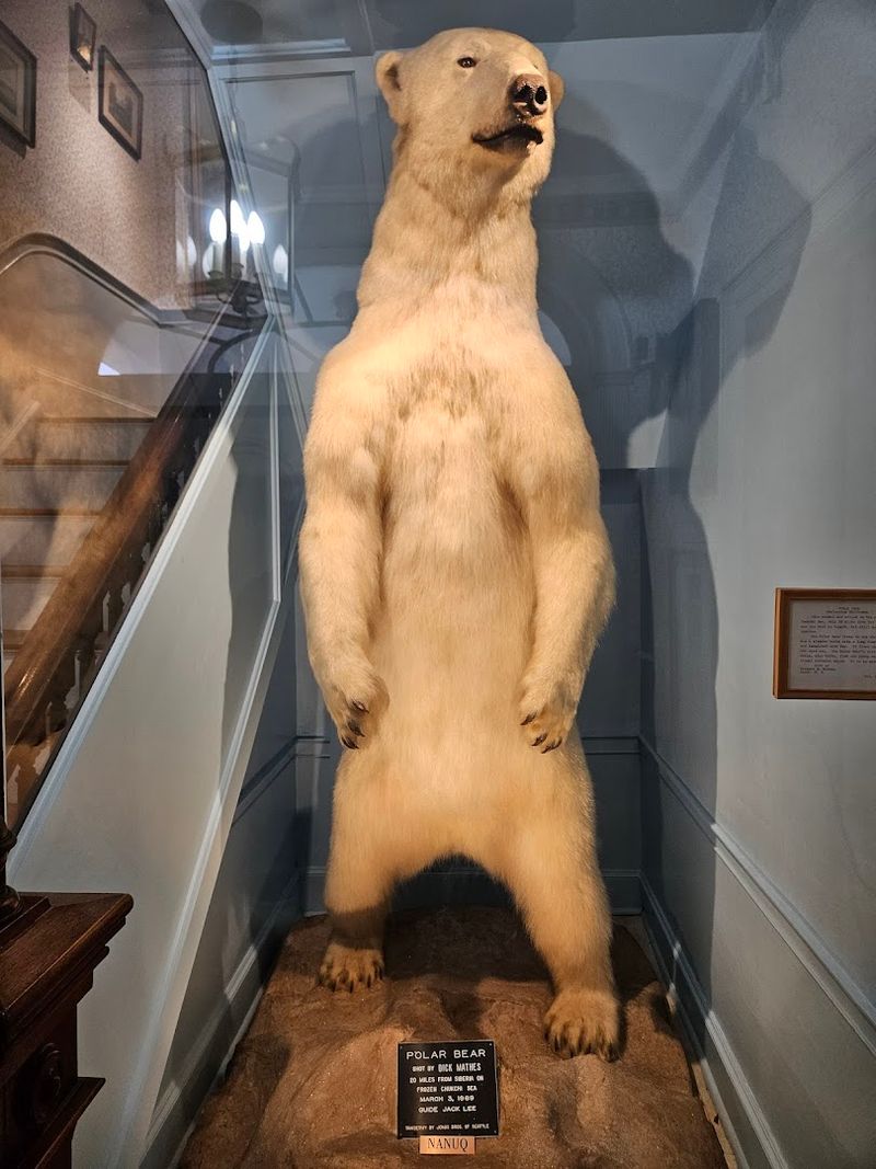 Nanuk the Polar Bear and the Wild Taxidermy Collection