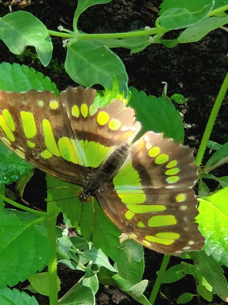 Native Oklahoma Butterflies and What Makes Them Special Native Oklahoma Butterflies and What Makes Them Special