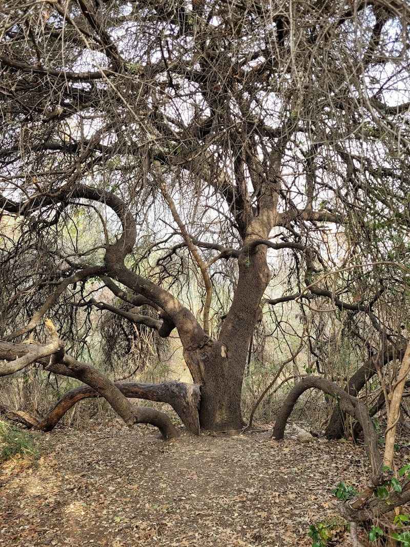 Native Plants That Stop You Mid-Trail