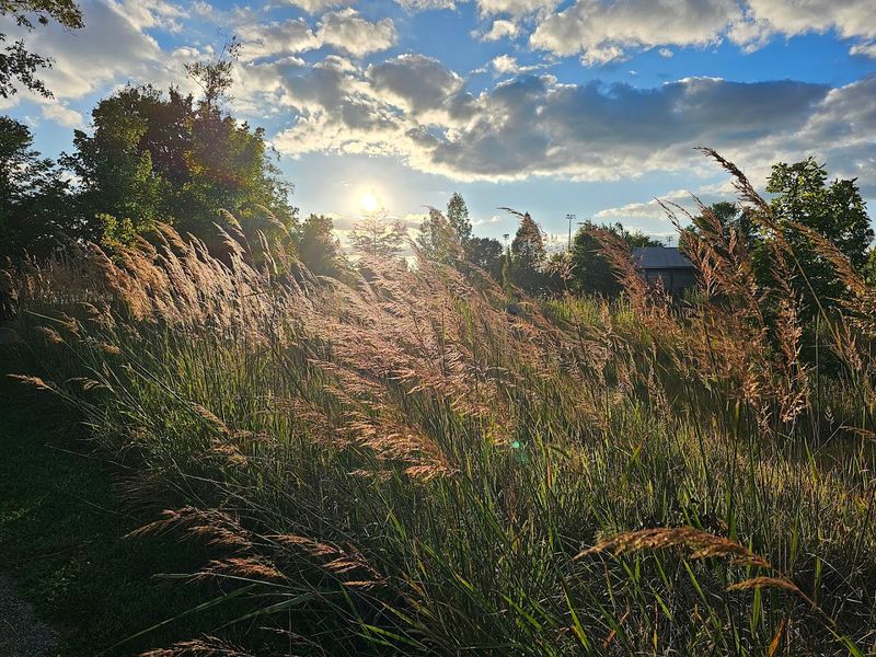 Native Prairie Plantings and Educational Signage Add Something Unexpected