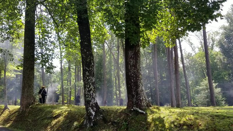 Native Trees and Woodland Plants