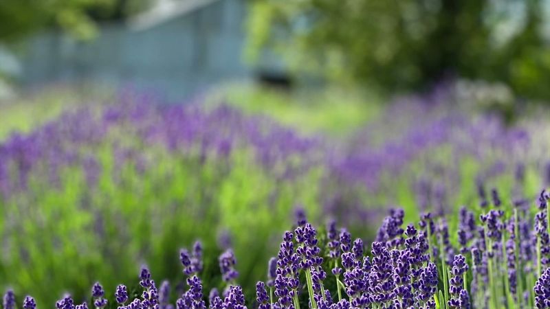 Norwood Farm Lavender Festival, Talent, Oregon