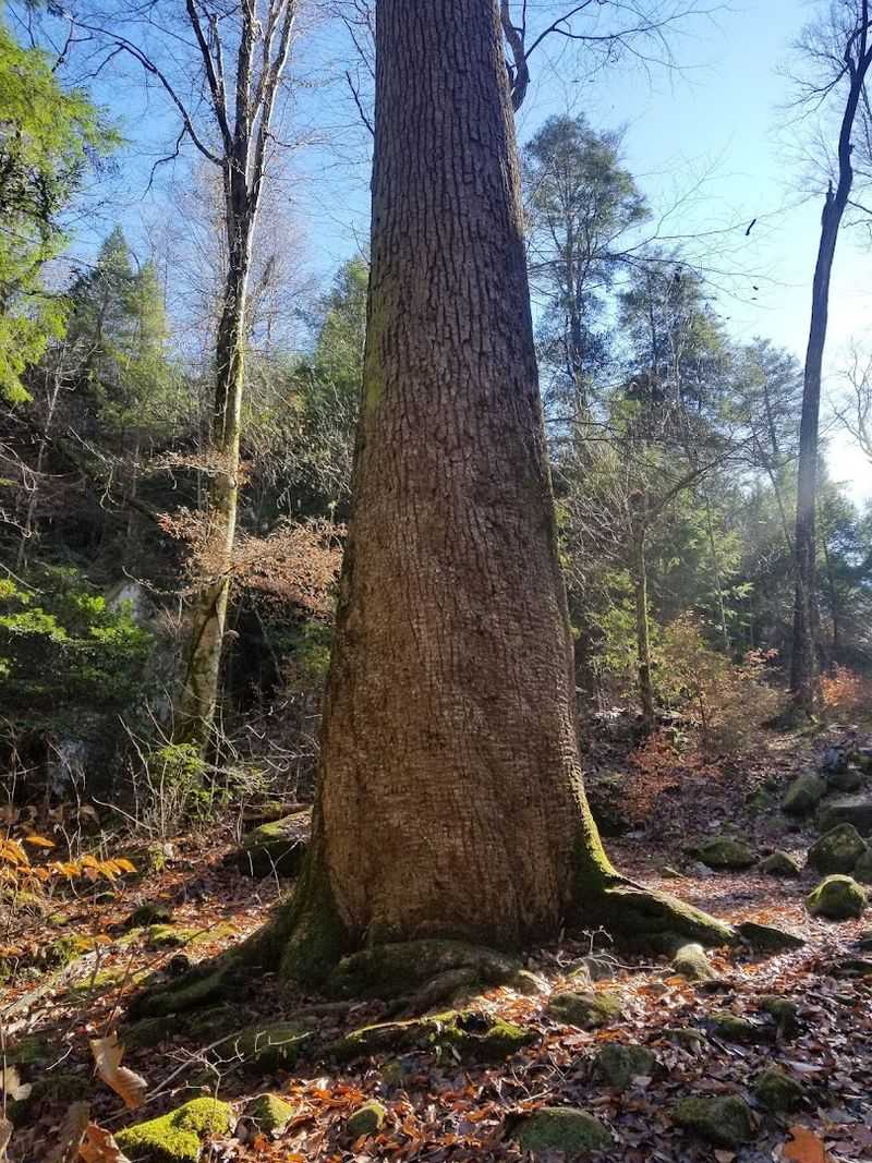 Old-Growth Forest With Trees That Predate the Nation