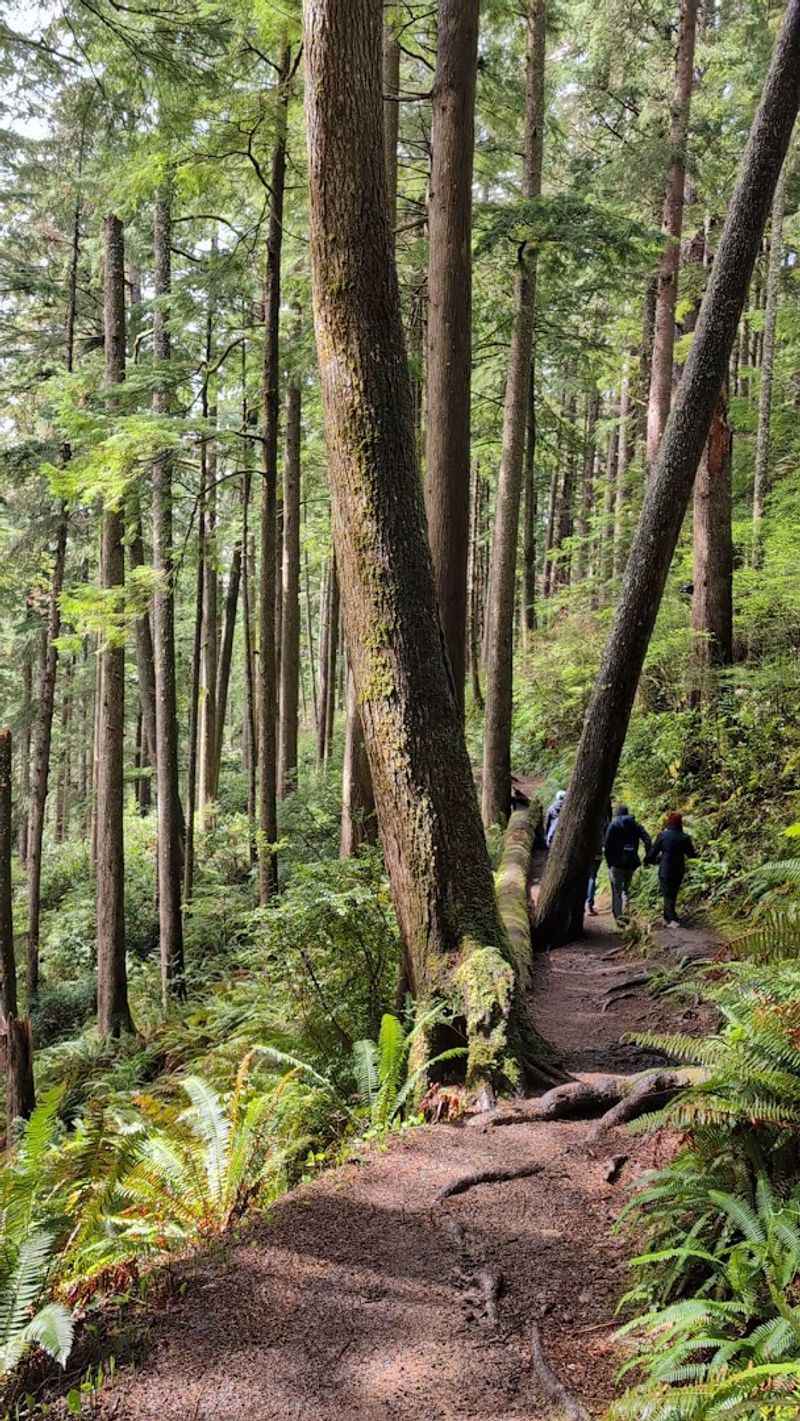Old Growth Sitka Spruce That Stop You in Your Tracks