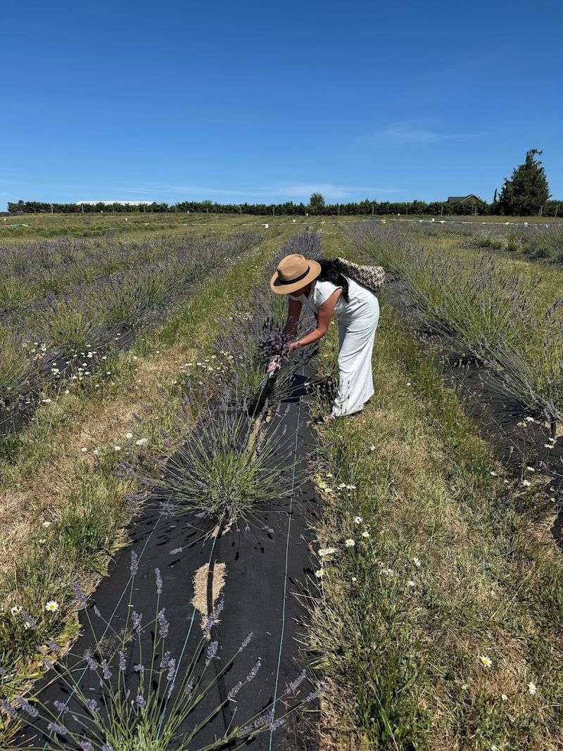 Oregon Lavender Celebration, Newberg, Oregon