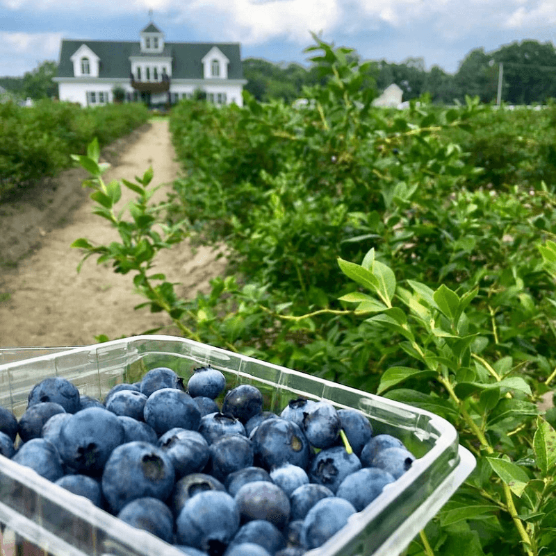Organic, Non-GMO, Heirloom Blueberries You Can Actually Trust