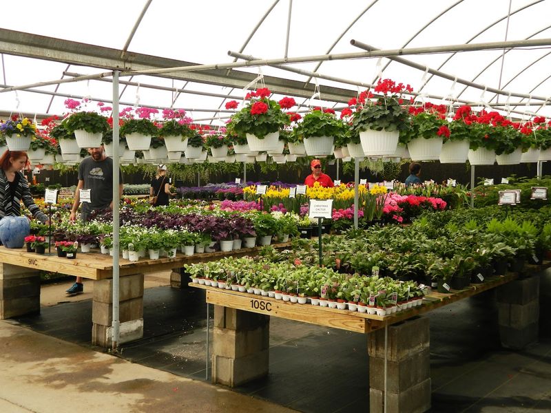 Outdoor Trees and Shrubs Worthy of Any Oklahoma Yard Outdoor Trees and Shrubs Worthy of Any Oklahoma Yard