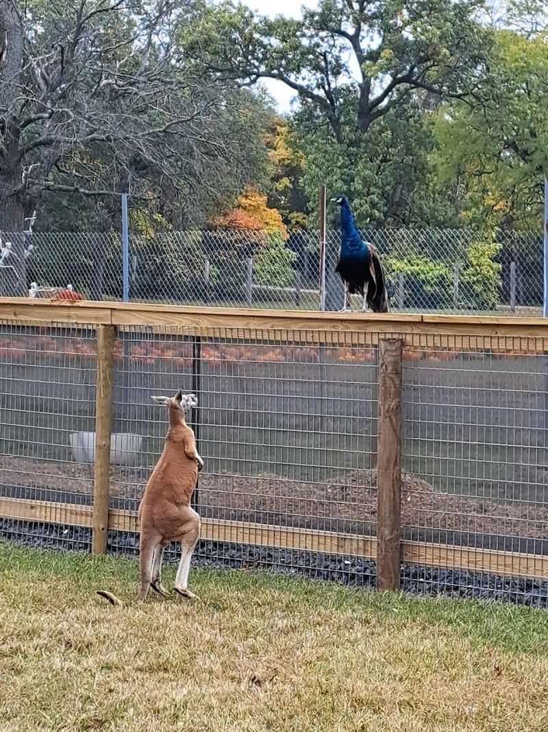 Over 100 Exotic Mammals and Birds Call This Ranch Home