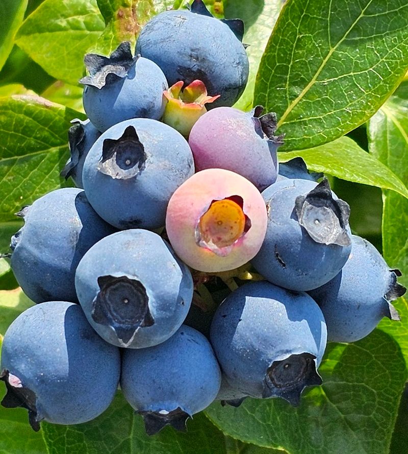 Over 27 Blueberry Varieties and What That Really Means