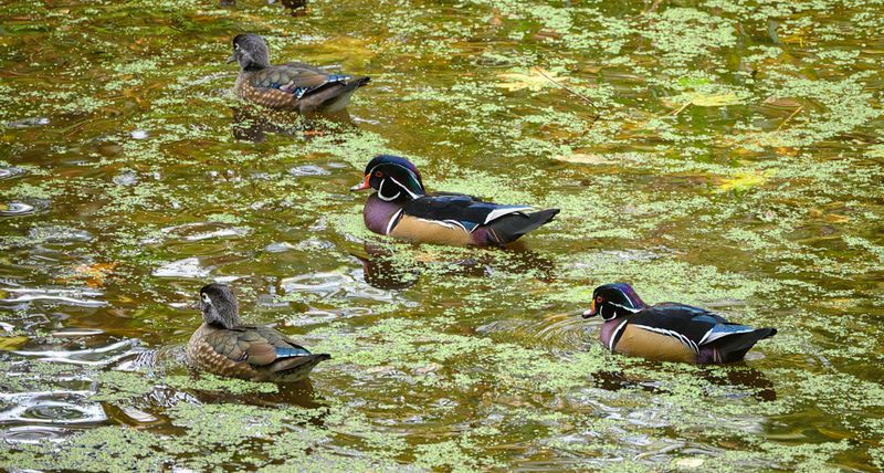 Over 300 Bird Species Make This a Birdwatcher's Dream