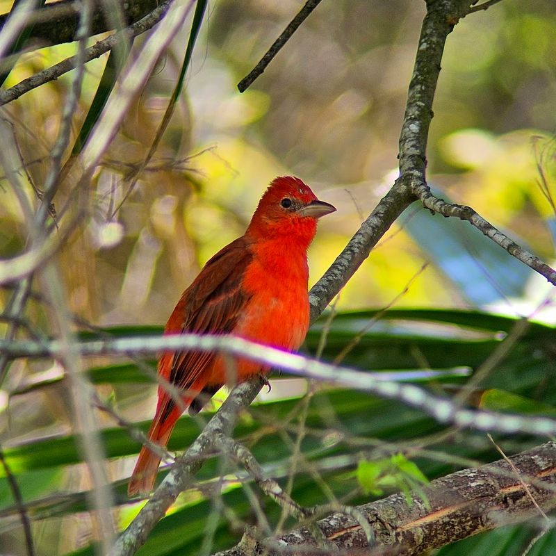 Over 300 Bird Species Recorded at This Quiet Corner of Texas