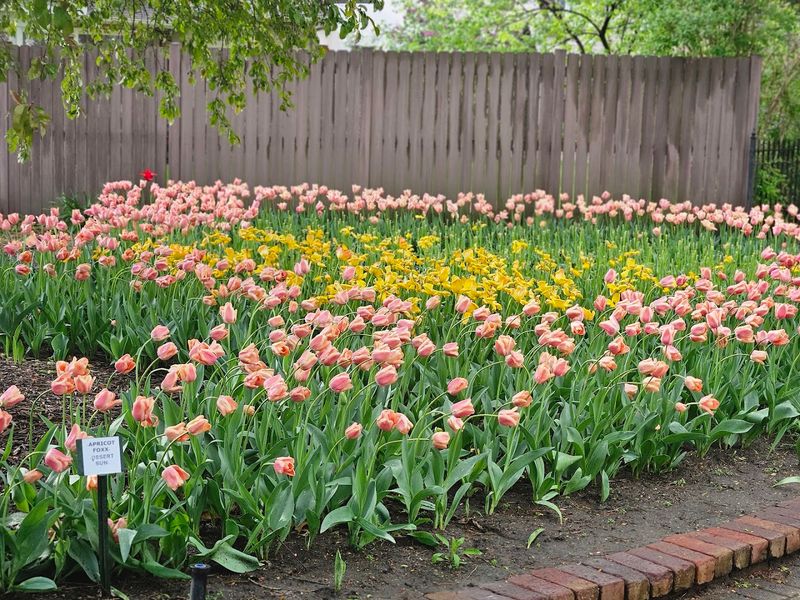 Over 300,000 Tulips Planted With Purpose