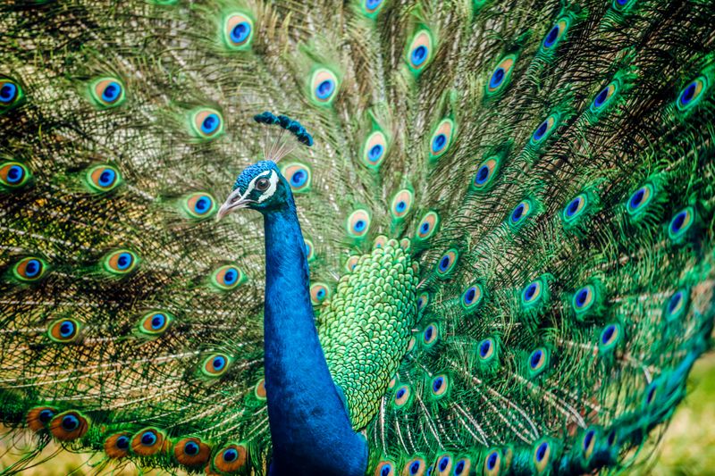 Wildlife Encounters You Simply Cannot Plan For