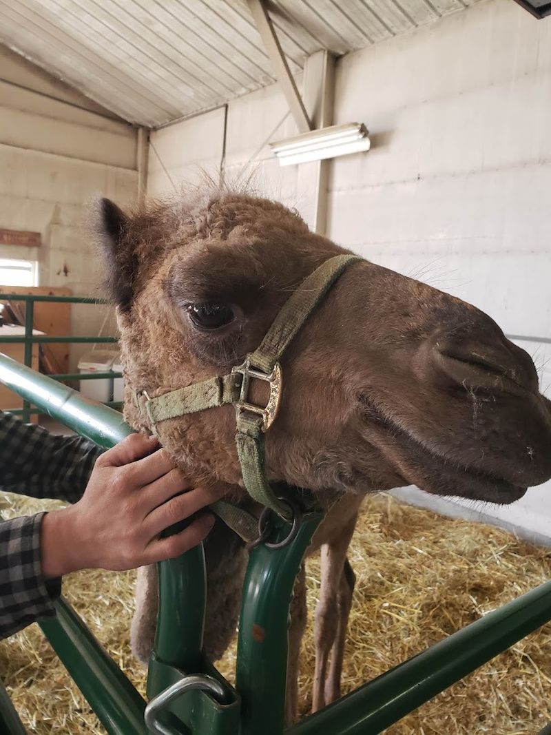 Pet and Groom the Most Surprisingly Affectionate Animals You Will Ever Meet