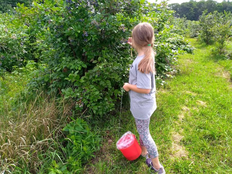 Pick-Your-Own Blueberries at a Price That Actually Makes Sense Pick-Your-Own Blueberries at a Price That Actually Makes Sense