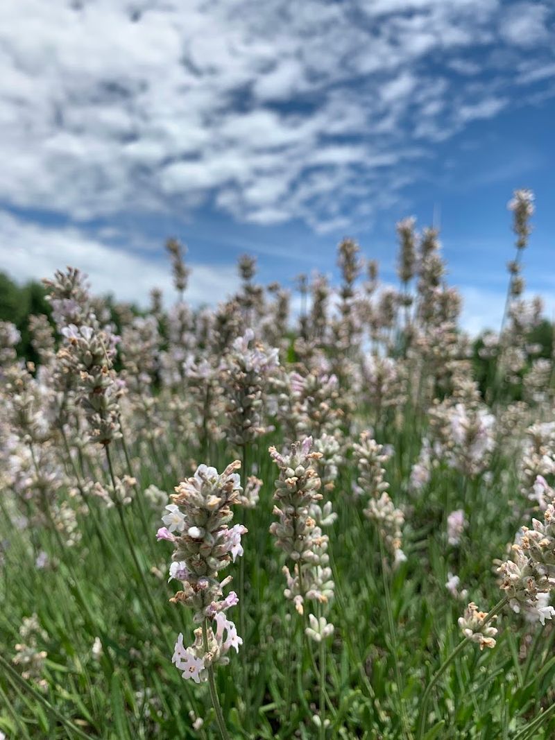 Pick-Your-Own Lavender, a Surprisingly Joyful Experience Pick-Your-Own Lavender, a Surprisingly Joyful Experience