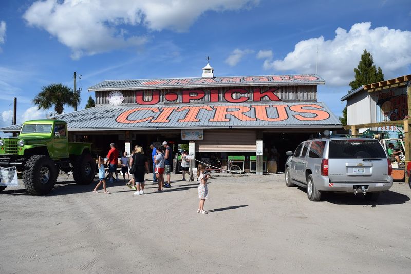 Florida Citrus History and Why Sunshine Became a Brand