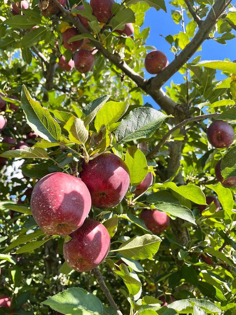 Picking Apples Feels Surprisingly Relaxing
