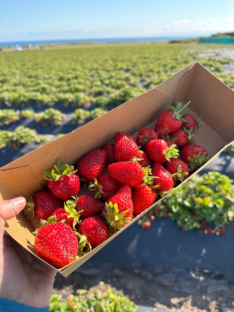 Picking Berries With Your Own Hands