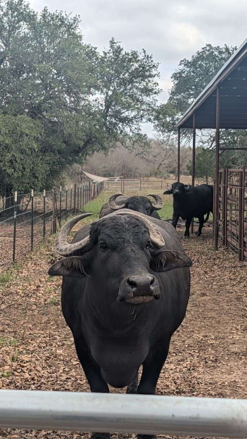 Cows, Water Buffalo, and the Art of Stillness