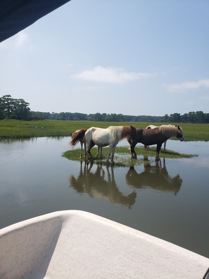 Plan Your Visit to Cowboy Cruise Company on Chincoteague Island