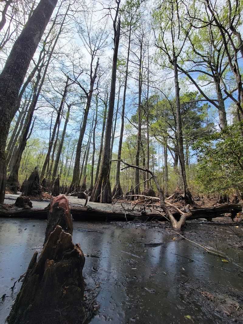 Plan Your Visit to First Landing State Park