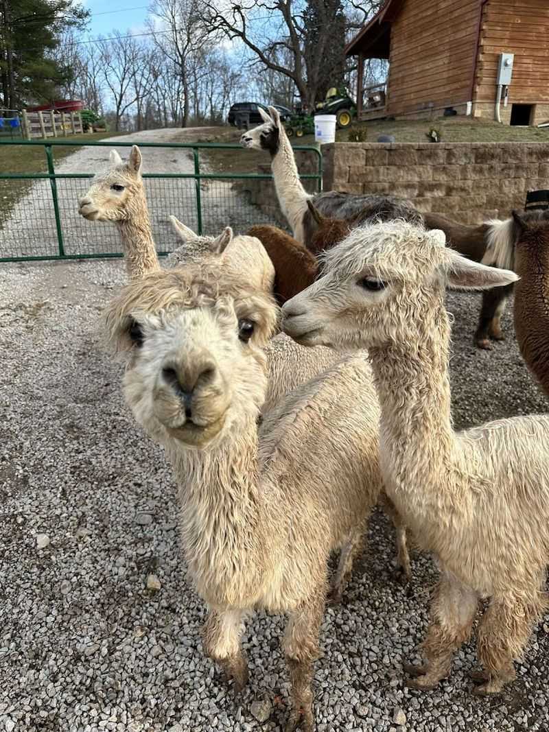 Why This Farm Deserves a Spot on Your West Virginia Bucket List