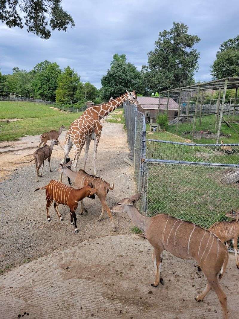 Planning Your Visit to Metro Richmond Zoo in Moseley