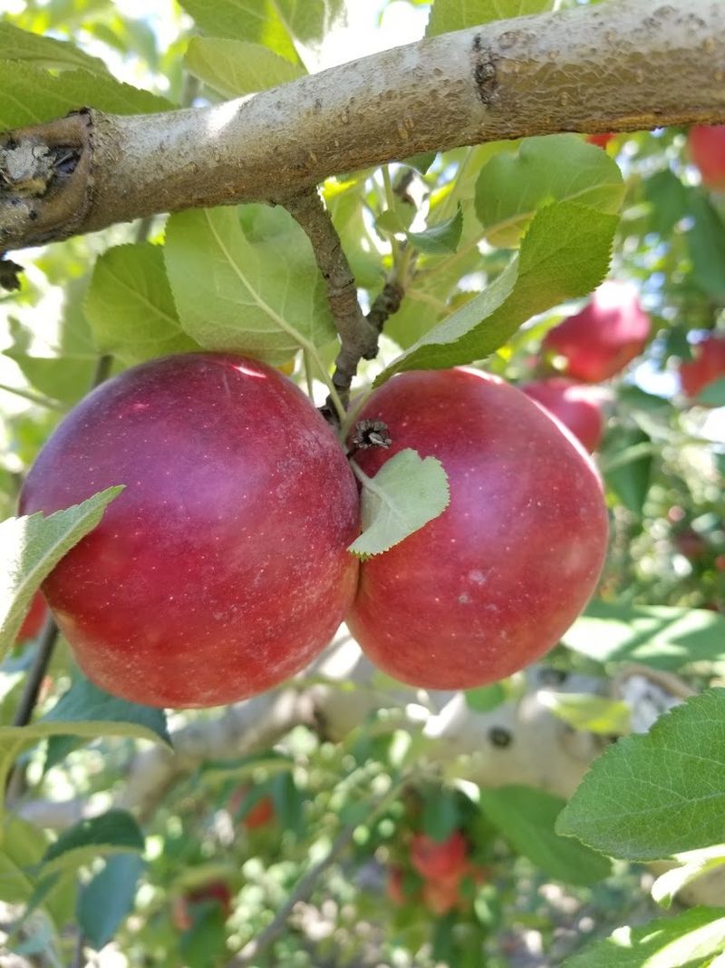 Planning Your Visit to Schwartz Orchard in Centralia