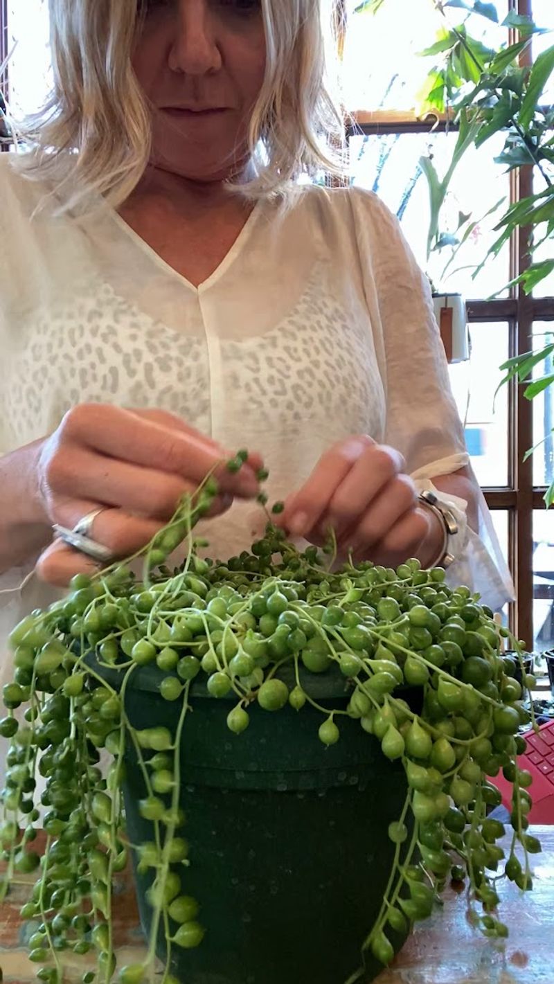 Plant Consultations That Actually Teach You Something Plant Consultations That Actually Teach You Something
