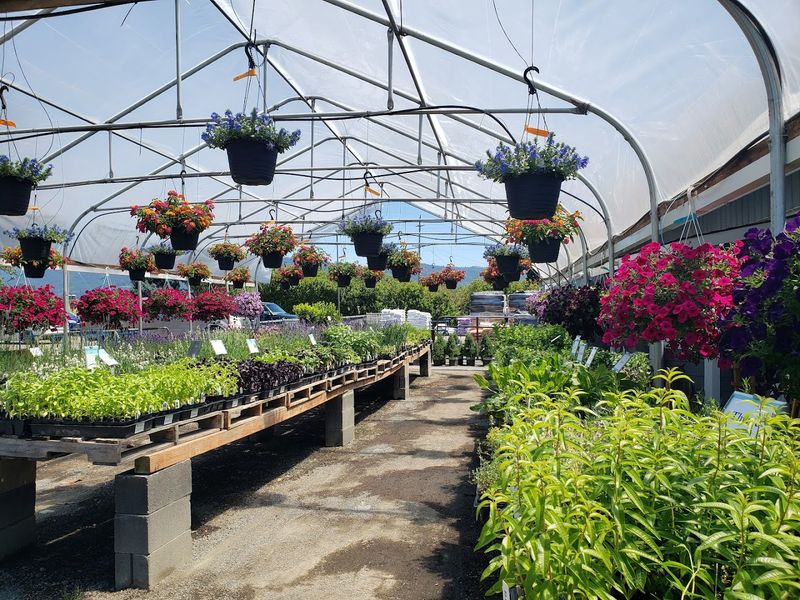 Plants That Are Actually Healthy Plants That Are Actually Healthy
