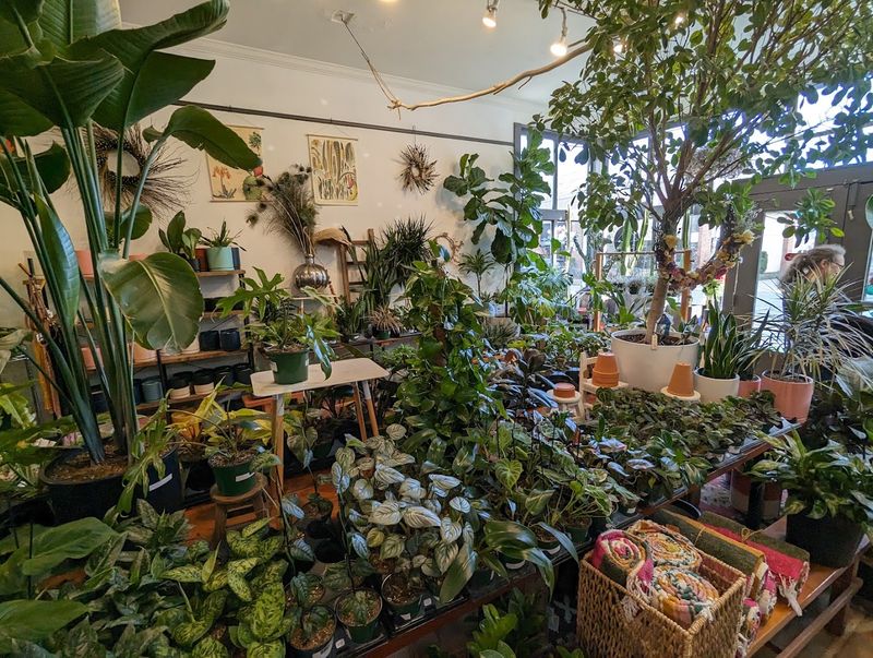Plants for Every Skill Level and Space Plants for Every Skill Level and Space