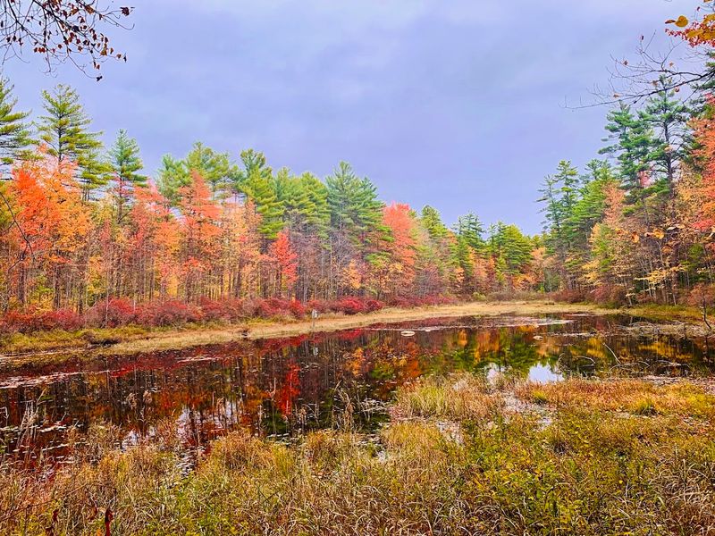 Ponds That Look Straight Out of a Painting