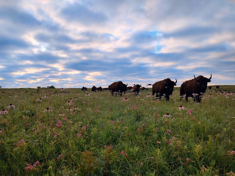 Prairie State Park - Mindenmines