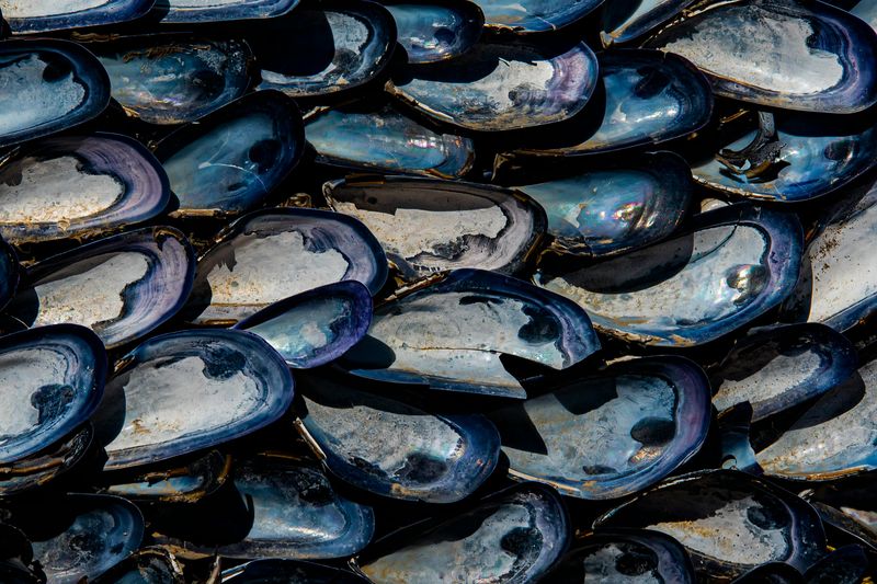 Spread Of Aquatic Invasive Species
