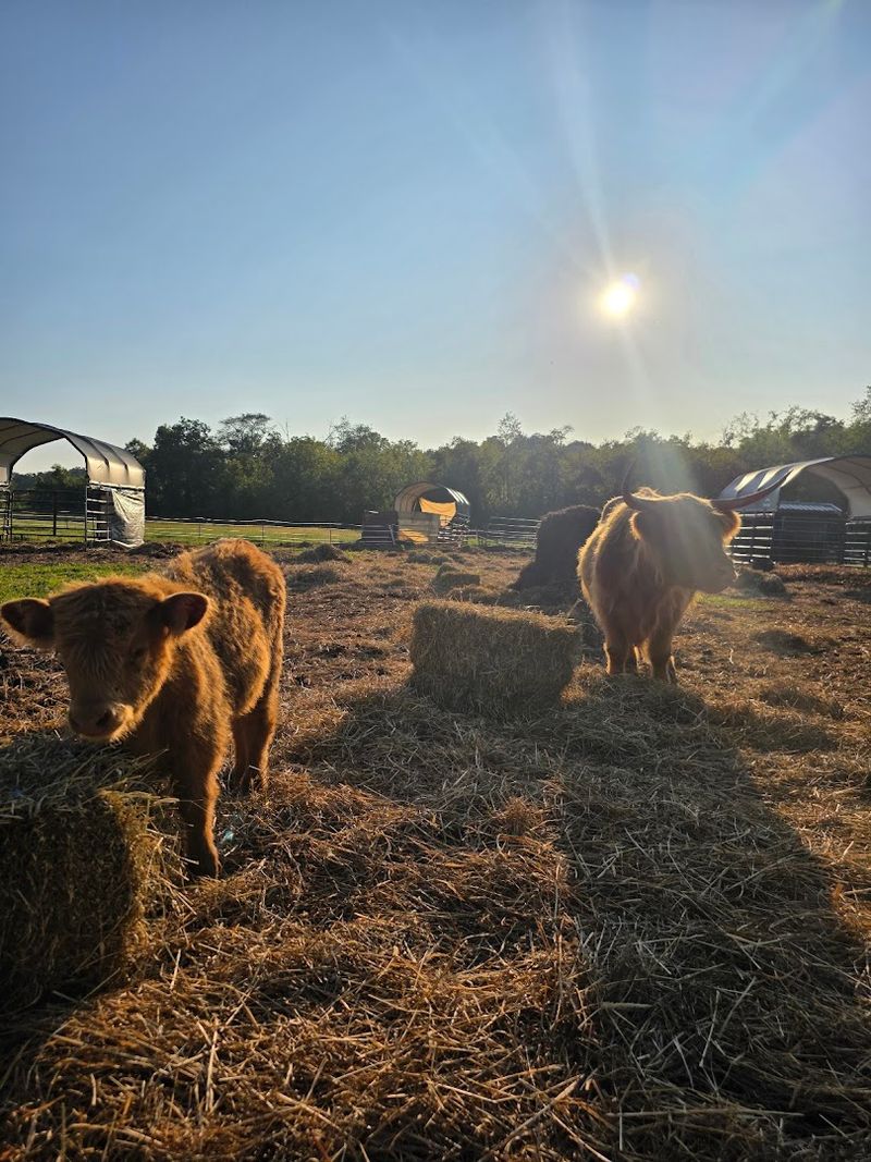 Private Visits and Memories with Mini Cows Private Visits and Memories with Mini Cows