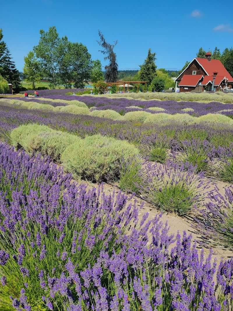 Purple Haze Lavender Farm Festival, Sequim-Inspired Oregon Farm, Medford, Oregon