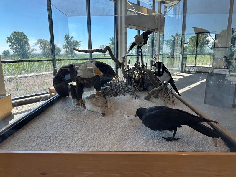 Raptors, Eagles, and the Winter Spectacle