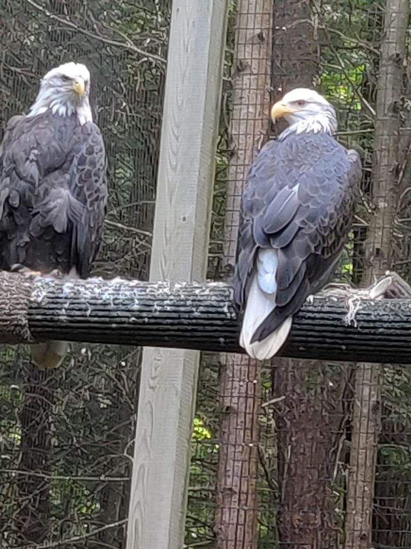 Raptors and Bald Eagles That Make You Forget to Breathe Raptors and Bald Eagles That Make You Forget to Breathe