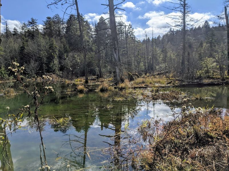 Rare Boreal Plants Found Nowhere Else This Far South Rare Boreal Plants Found Nowhere Else This Far South