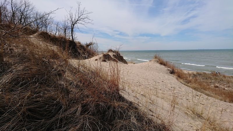 Rare Eastern Prickly Pear Cacti Growing Wild In The Dunes